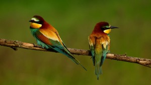 Birds at Manuel Antonio National Park