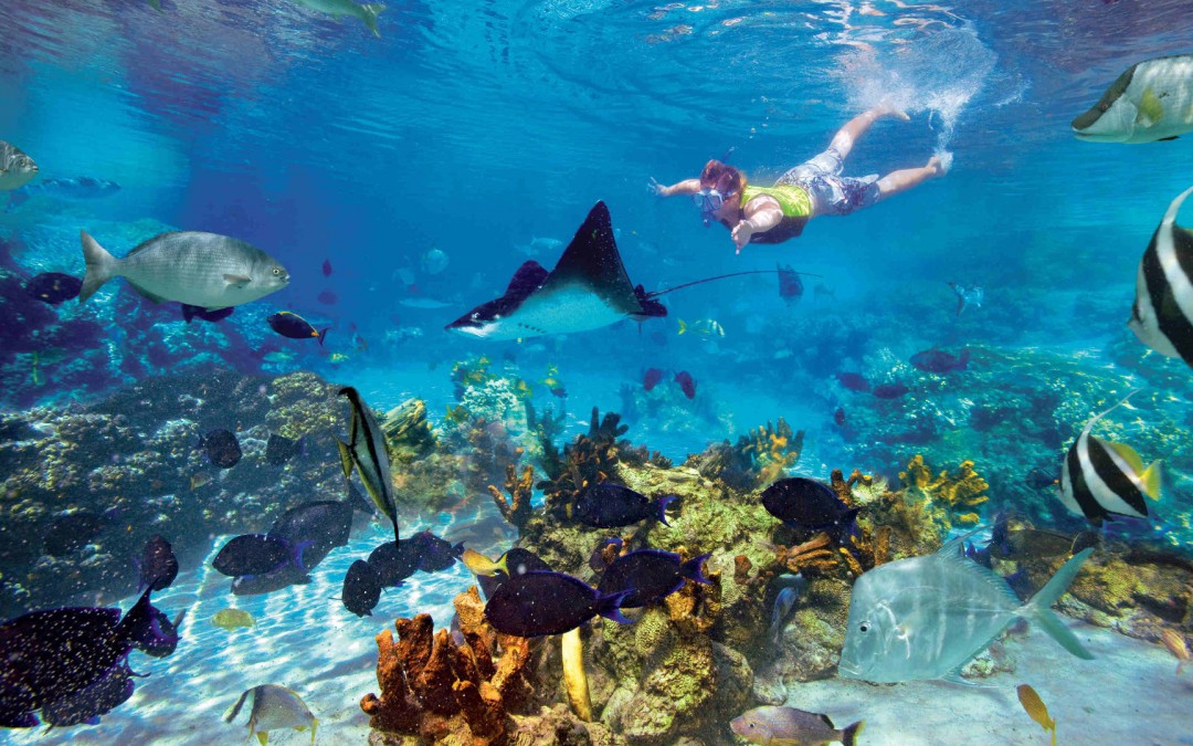 snorkeling at isla tortuga