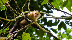 Cahuita National Park