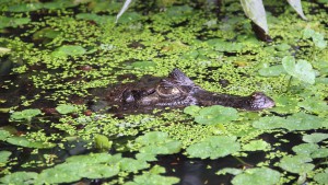 Parc National Tortuguero